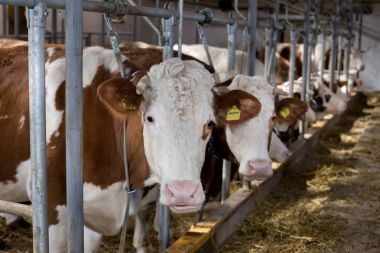 Ahırda besleme inekler