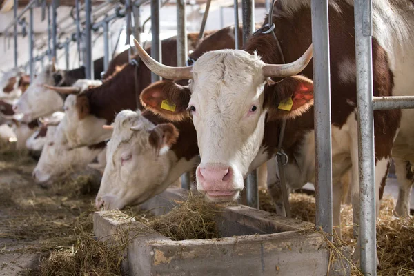 Vacas que se alimentam em estábulo — Fotografia de Stock