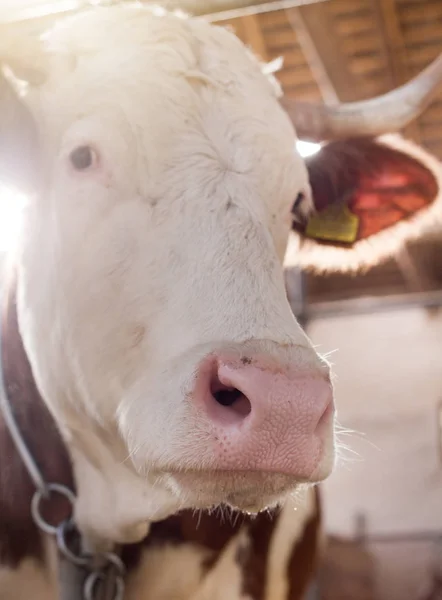 Close up of cow 's muzzle — стоковое фото