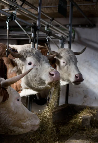 Krów, karmienie w stajni — Zdjęcie stockowe