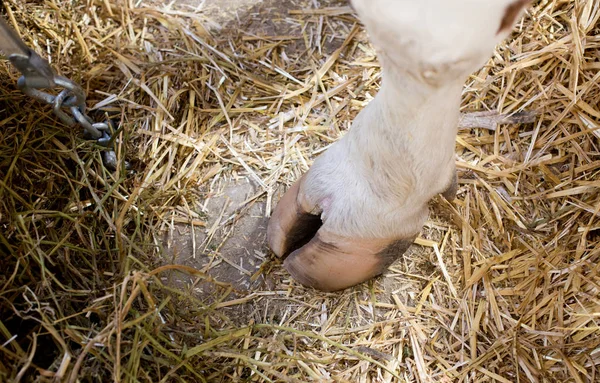 Cow's hoof on straw — Stock Photo, Image