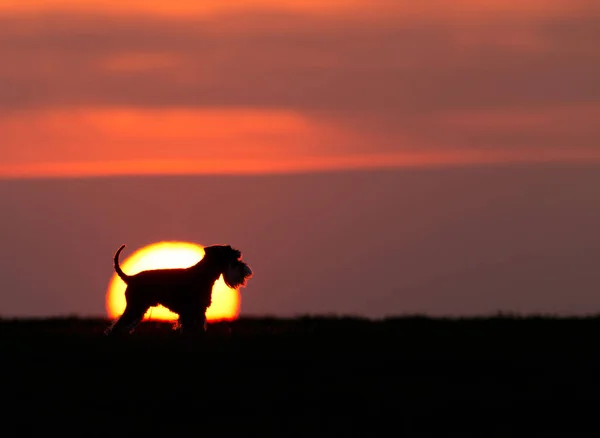 Силуэт собаки на закате — стоковое фото