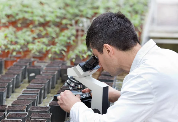 科学家用显微镜在绿色的房子 — 图库照片