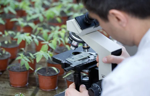 Cientista com microscópio em casa verde — Fotografia de Stock