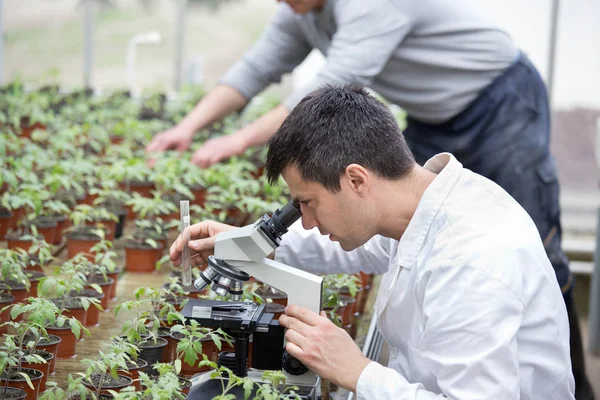 Científico con microscopio en invernadero — Foto de Stock