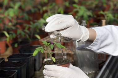 Tüp Bebek ve fide olan bilim adamı