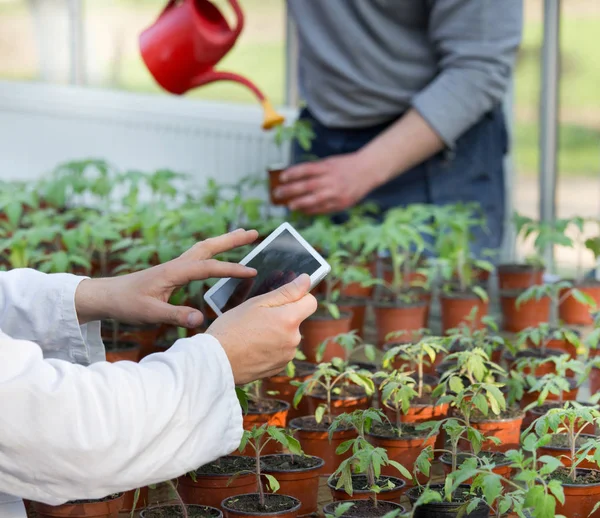 Cientista com tablet e brotos em casa verde — Fotografia de Stock