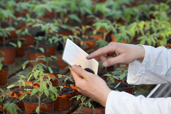 Tablet ve Brüksel lahanası yeşil evde olan bilim adamı — Stok fotoğraf