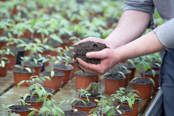 Gardener holding soil in hands for sprouts — Stock Photo, Image