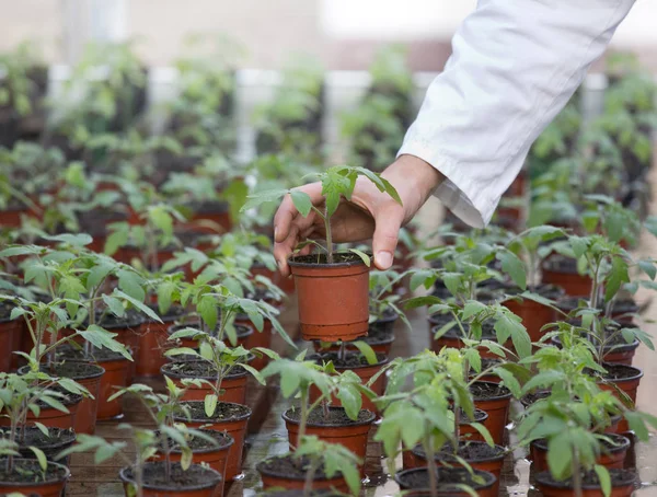 Scientifique tenant germe en pot de fleurs — Photo