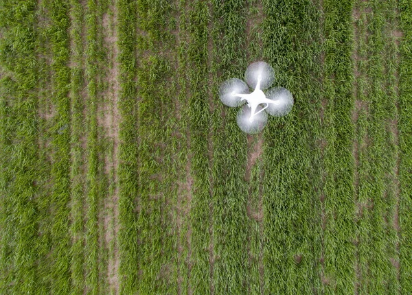 Drone voando sobre o campo de trigo — Fotografia de Stock