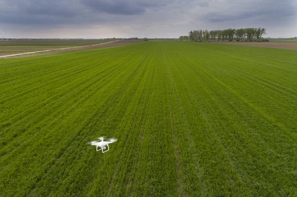 Dron przelatujący nad polem pszenicy — Zdjęcie stockowe