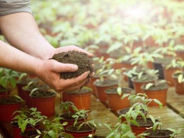 Eller lahanası için toprak holding bahçıvan