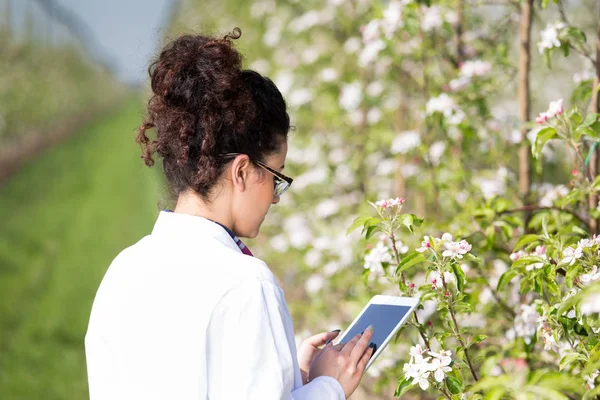 Bioloog in bloeiende boomgaard — Stockfoto