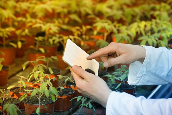 Científico con tabletas y brotes en invernadero — Foto de Stock