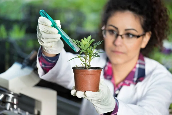 Biologo versando sostanze chimiche in vaso con germoglio — Foto Stock