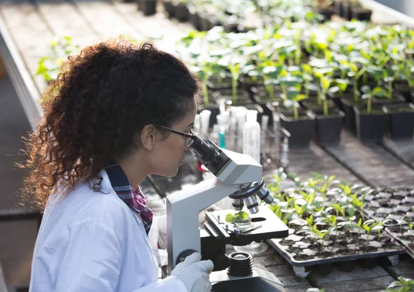 Scientist looking at microscope in greenhouse — Stock Photo, Image