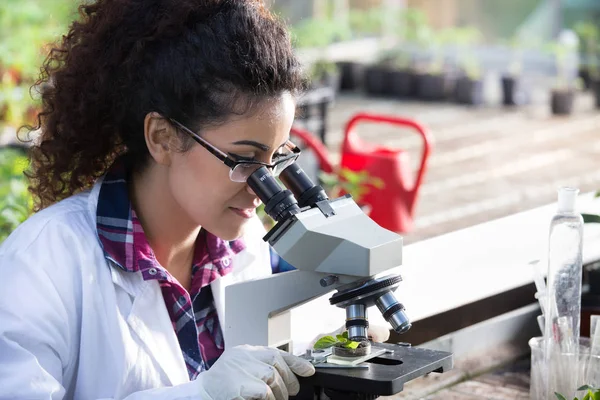 Científico mirando el microscopio en invernadero —  Fotos de Stock