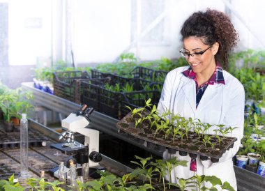 Bilim adamı holding tepsi ile fidan