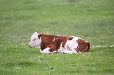Çayır üzerinde yalan buzağı