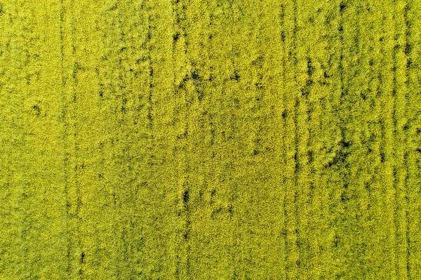 Вид с воздуха на поле рапса — стоковое фото