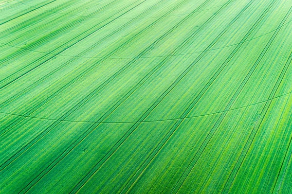 Campo de trigo verde com sistema de irrigação central — Fotografia de Stock