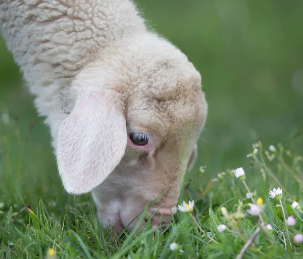 Lamm auf der Weide — Stockfoto