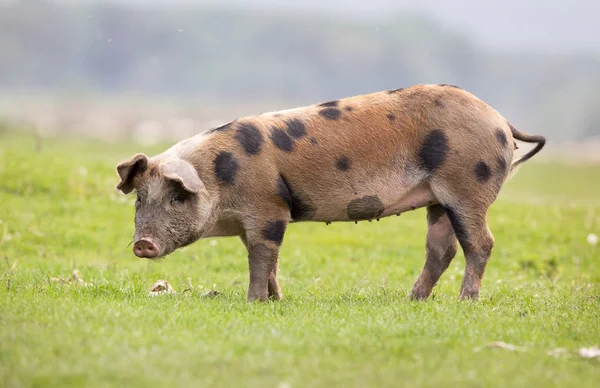 Porco em pé no prado — Fotografia de Stock