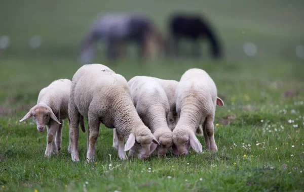 子羊の牧草地に放牧 — ストック写真