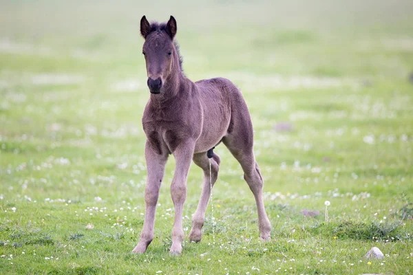 Foal standing on meadow — Stock Photo, Image