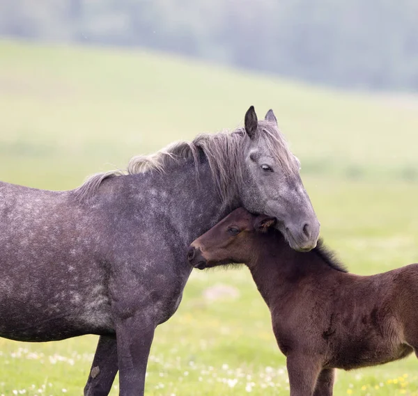 Caballo y potro amor y cuidado —  Fotos de Stock