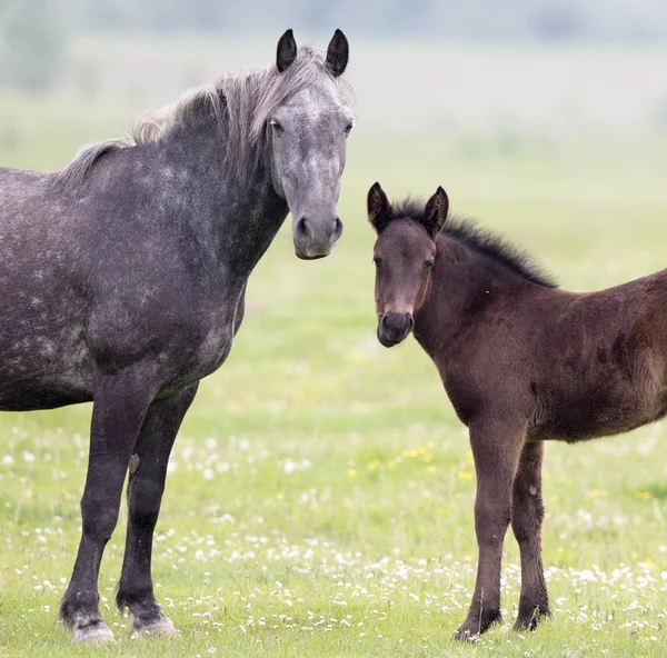 Mae and foal — Stock Photo, Image