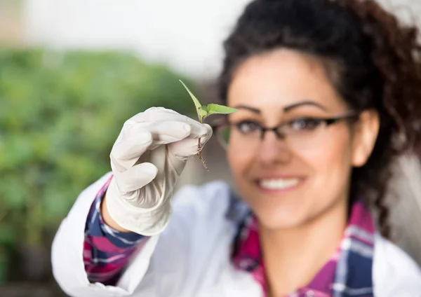 手袋とスプラウトを保持している生物学者 — ストック写真