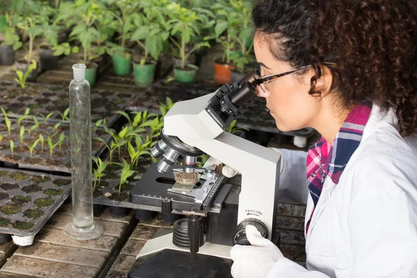 Cientista olhando microscópio em estufa — Fotografia de Stock