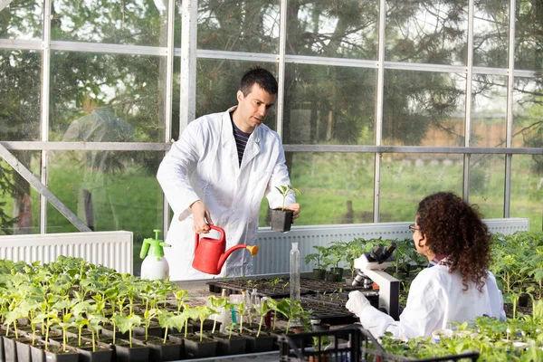 Biologów z sadzonki w szklarni — Zdjęcie stockowe