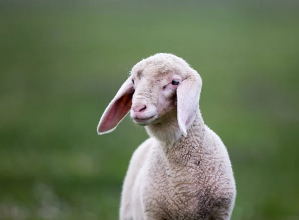 Portait di agnello — Foto Stock