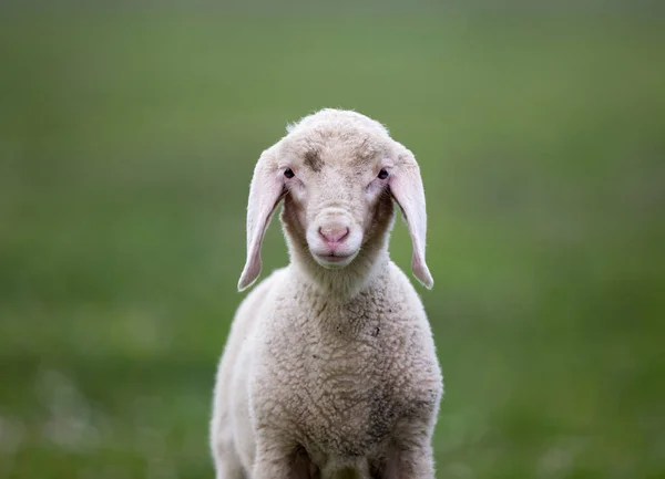 Portait di agnello — Foto Stock