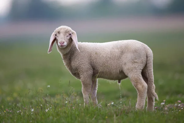 Lamb pasoucí se na louce — Stock fotografie