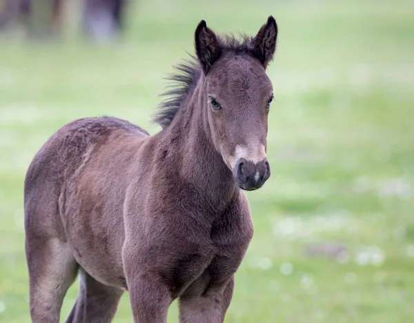 Foal standing on meadow — Stock Photo, Image