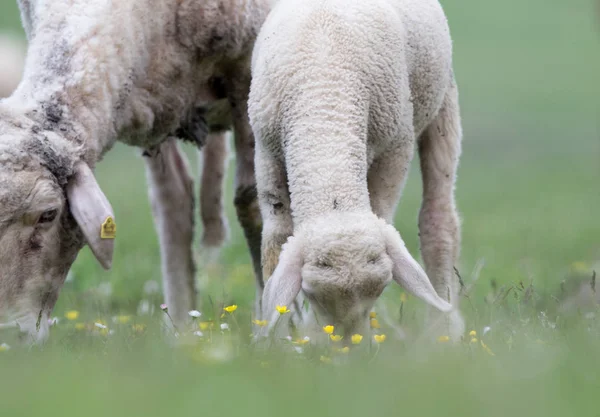 Lamb and sheep grazing on meadow — Stock Photo, Image