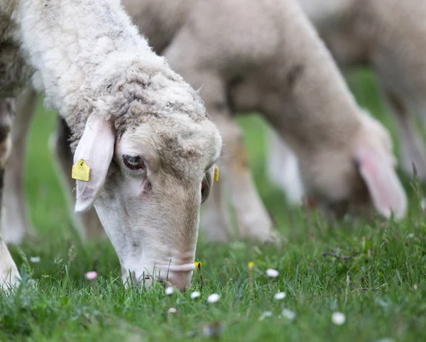 放牧羊 — ストック写真