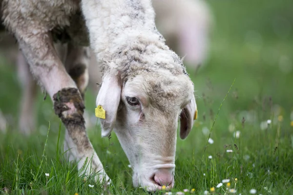 放牧羊 — ストック写真