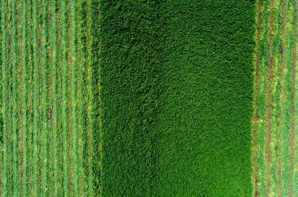 Luzerner Feld aus der Luft — Stockfoto