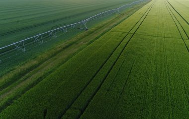 buğday alanında sulama sistemi
