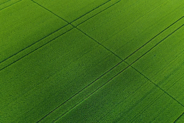 Yeşil buğday alan arka plan olarak — Stok fotoğraf
