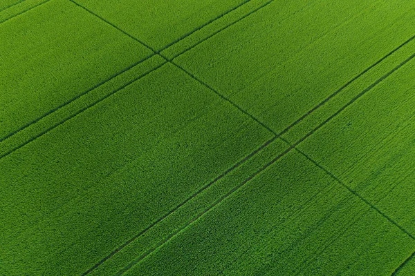 Campo de trigo verde como fundo — Fotografia de Stock