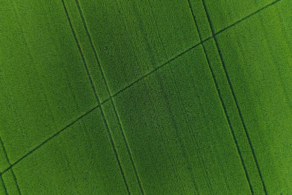 Πεδίο καταπράσινη σιτάρι ως φόντο — Φωτογραφία Αρχείου