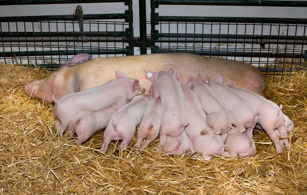 Leitões porca em aleitamento — Fotografia de Stock