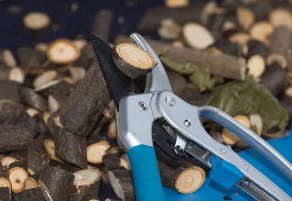 Schaar voor snoeien takken — Stockfoto