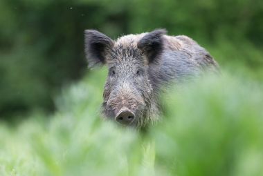 Yaban domuzu çayır üzerinde yürüme